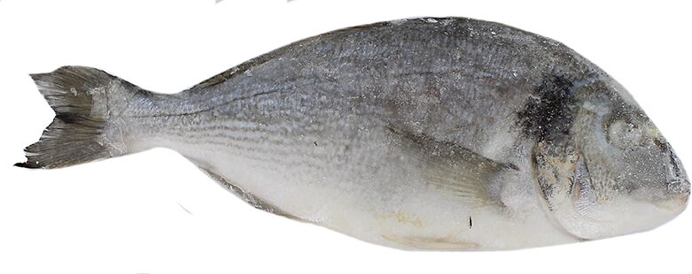 Dorado fish "Polar"