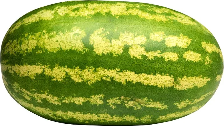 Watarmelon 