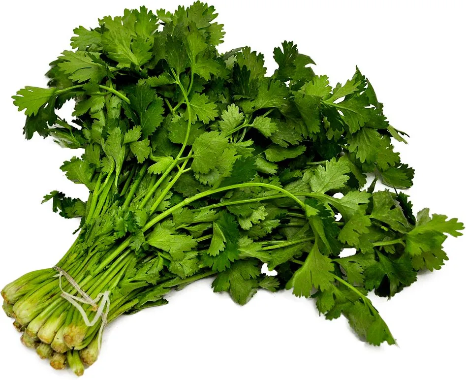 Coriander 