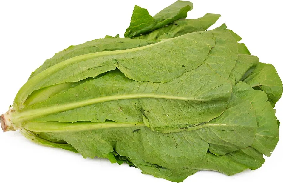 Lettuce leaves 