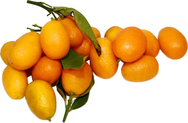 Kumquat