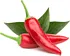 Chilli pepper