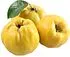 Quince of Megri 