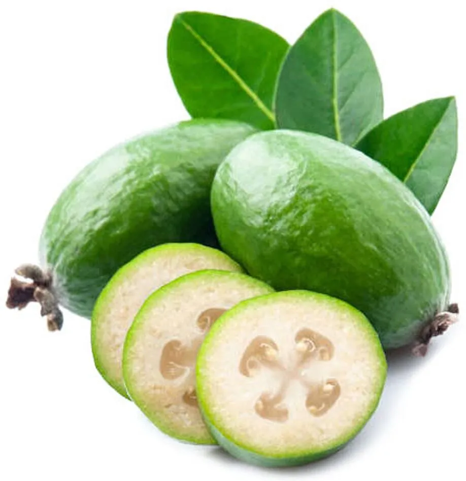 Feijoa
