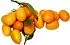 Kumquat