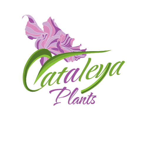 Cataleya plant
